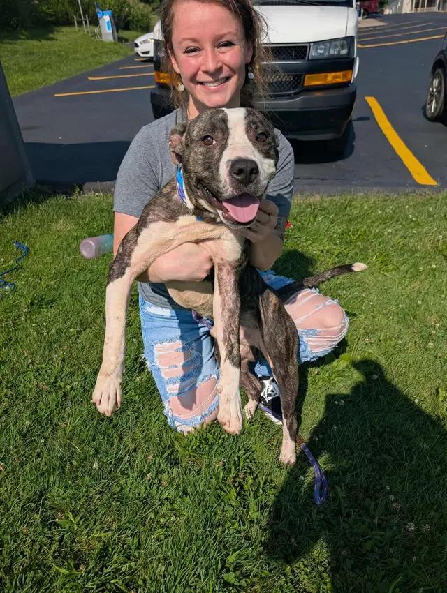 Enlarge Cheerio, a ADOPTABLE mixed breed in Stahlstown, PA image 2/6