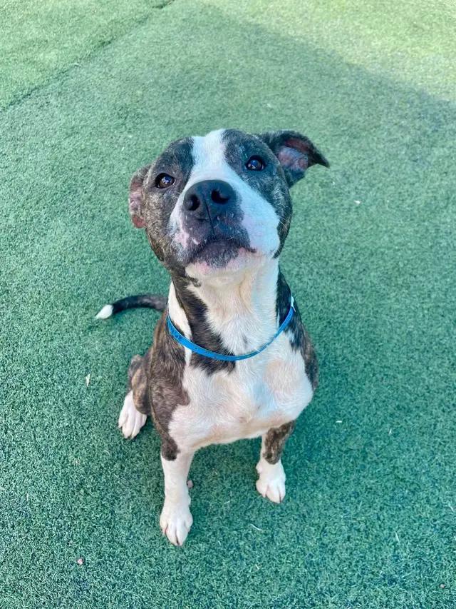 Enlarge Cheerio, a ADOPTABLE mixed breed in Stahlstown, PA image 5/6