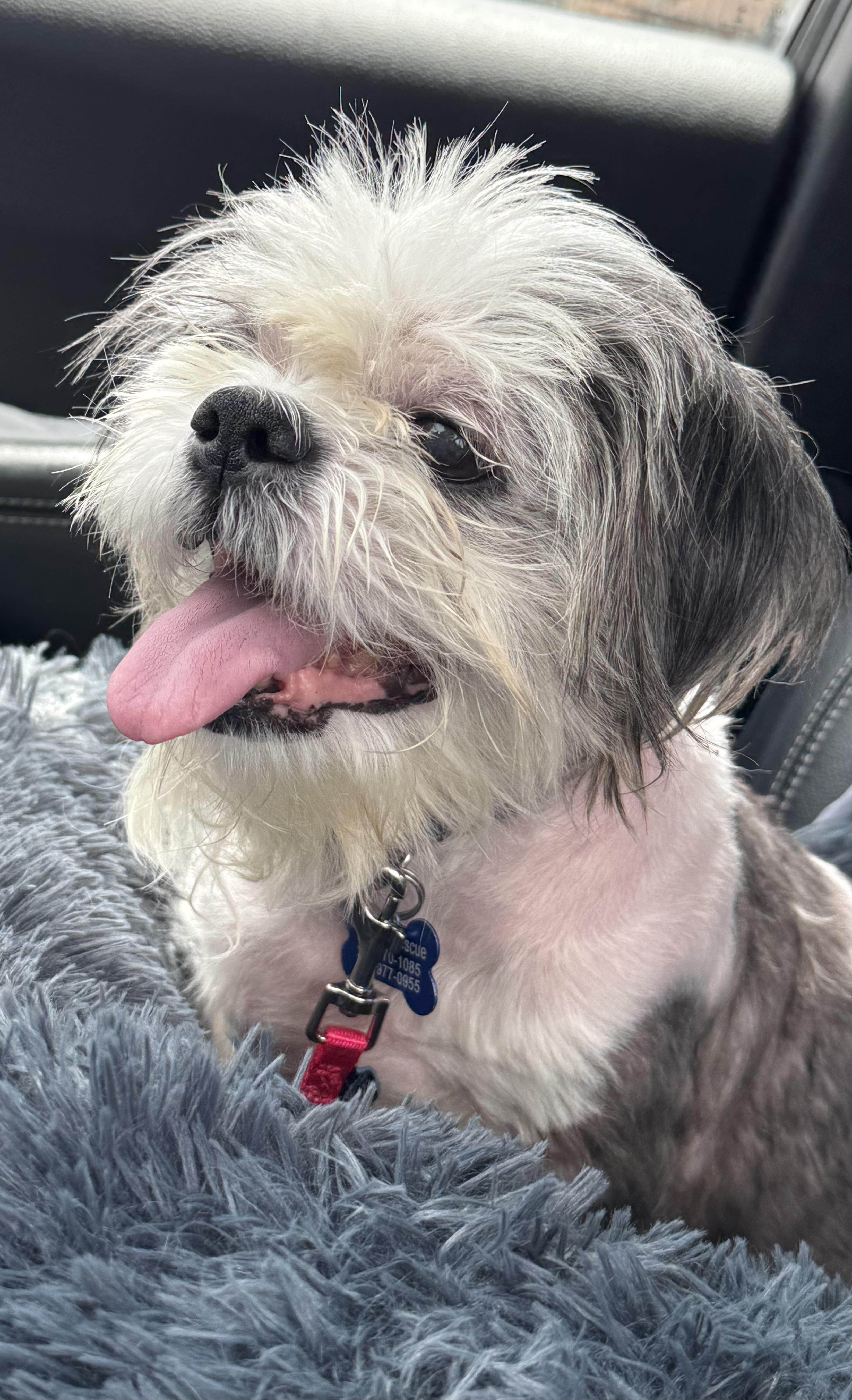Enlarge Harry, an adoptable Shih Tzu in Grosse Pointe Park, MI image 2/2