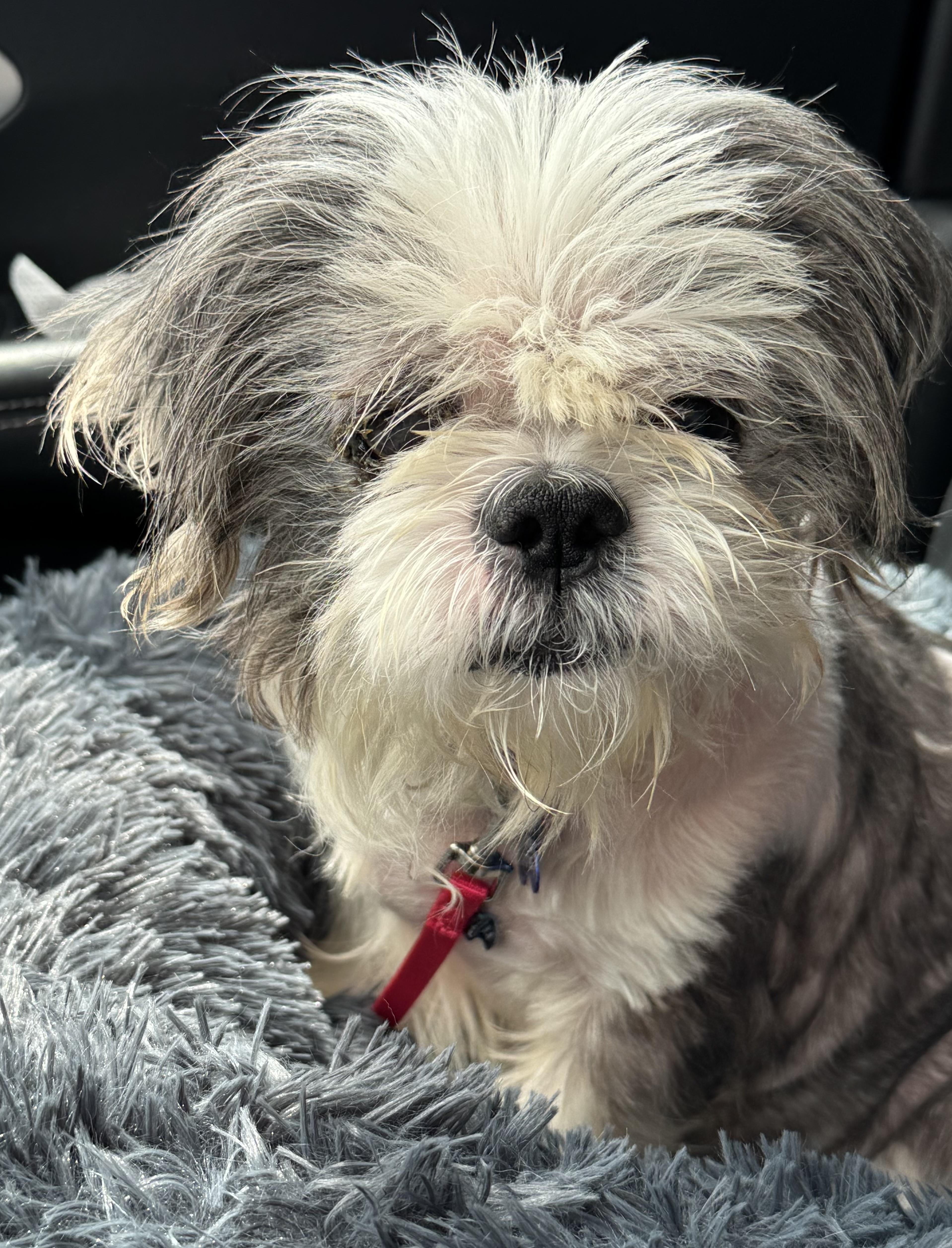 Enlarge Harry, an adoptable Shih Tzu in Grosse Pointe Park, MI image 1/2