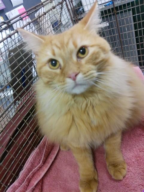 WILSON, Adoptable, Young Male Domestic Long Hair.