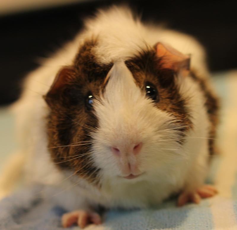 Artem, ADOPTABLE, Young Male Guinea Pig.