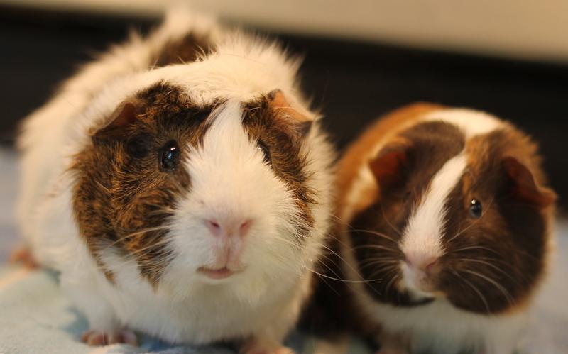 Enlarge Artem and Angelo, a ADOPTABLE Guinea Pig in Budd Lake, NJ image 1/6