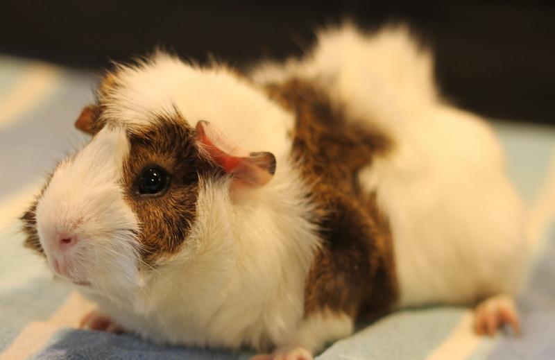 Artem, a ADOPTABLE Guinea Pig in Budd Lake, NJ image 5/6