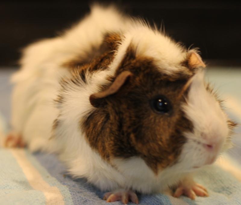 Artem, a ADOPTABLE Guinea Pig in Budd Lake, NJ image 3/6