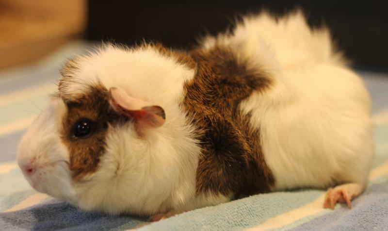 Artem, a ADOPTABLE Guinea Pig in Budd Lake, NJ image 4/6