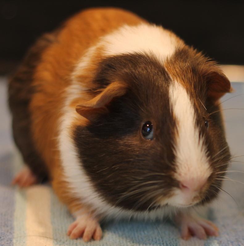 Enlarge Artem and Angelo, a ADOPTABLE Guinea Pig in Budd Lake, NJ image 6/6