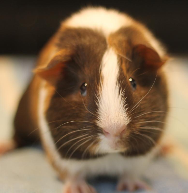 Enlarge Artem and Angelo, a ADOPTABLE Guinea Pig in Budd Lake, NJ image 5/6