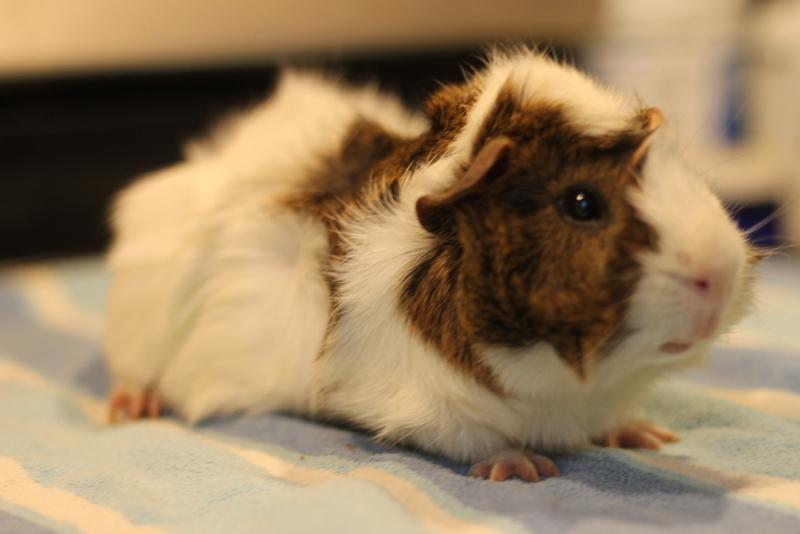 Artem, a ADOPTABLE Guinea Pig in Budd Lake, NJ image 2/6