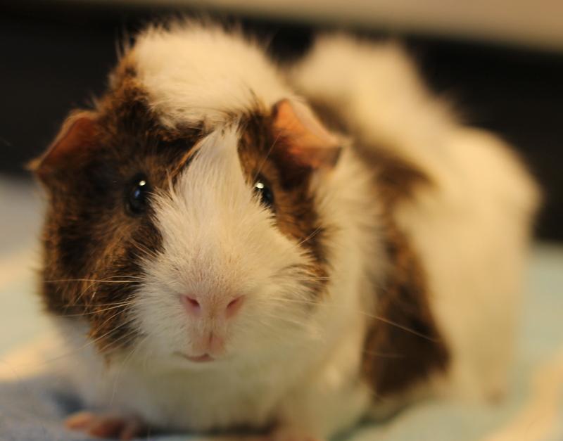 Artem, a ADOPTABLE Guinea Pig in Budd Lake, NJ image 6/6