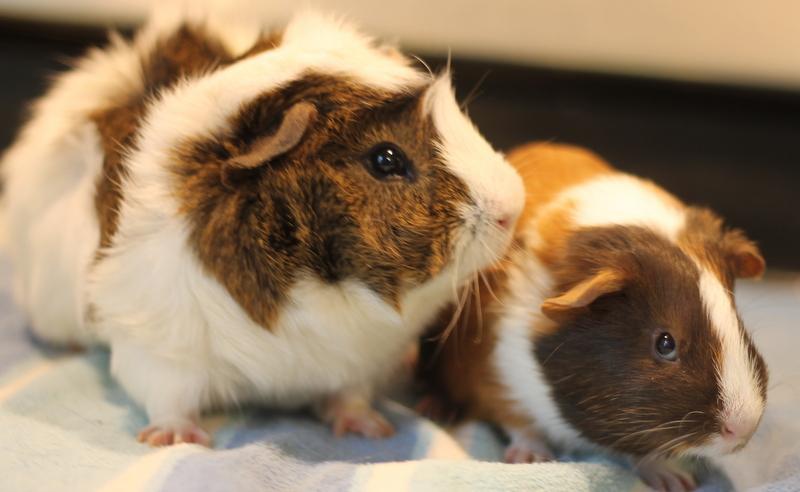 Enlarge Artem and Angelo, a ADOPTABLE Guinea Pig in Budd Lake, NJ image 4/6