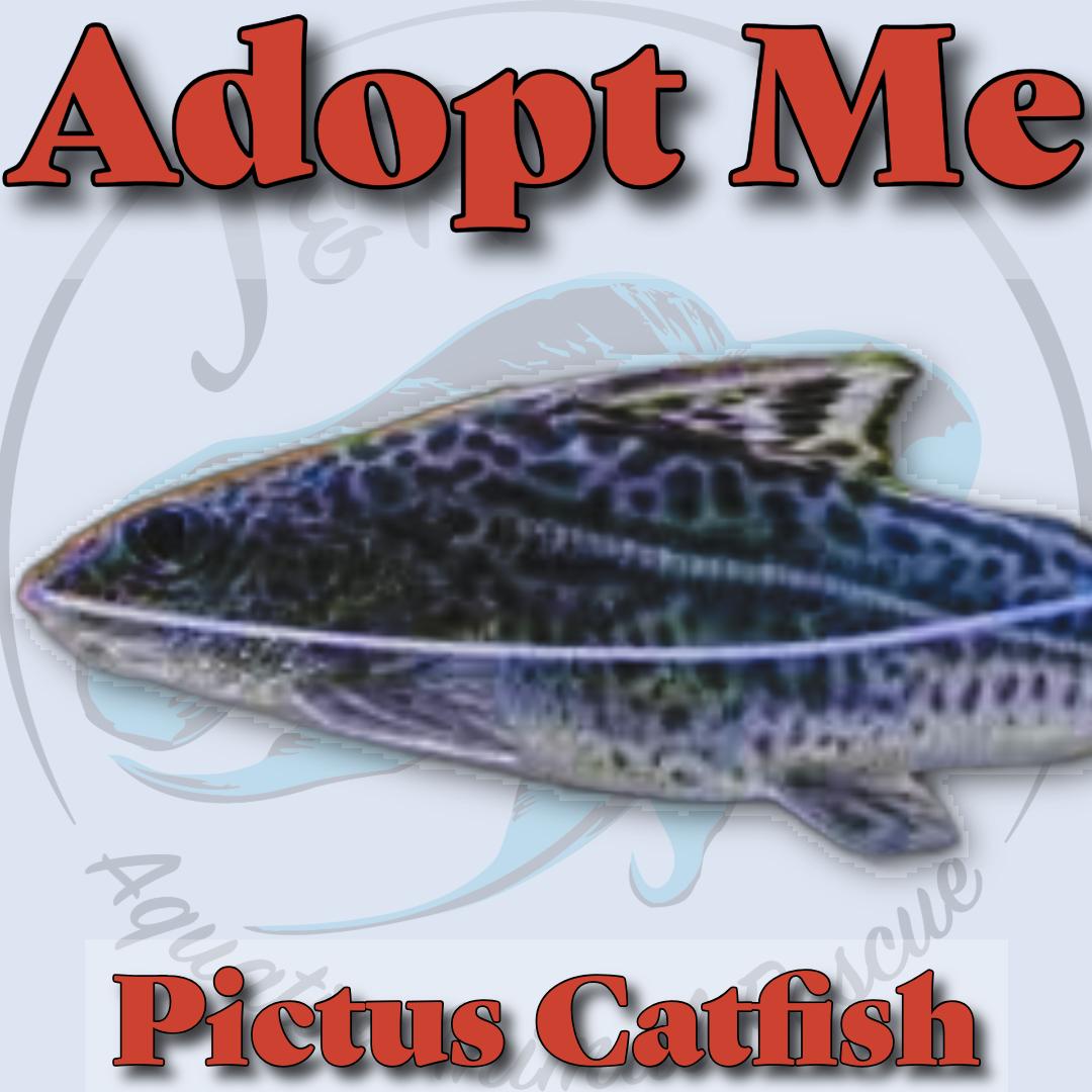 Pictus Catfish, ADOPTABLE, Adult Unknown Freshwater Fish.