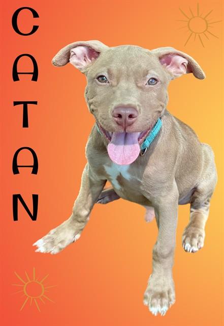 CATAN, Adoptable, Puppy Male Pit Bull Terrier & Mixed Breed.
