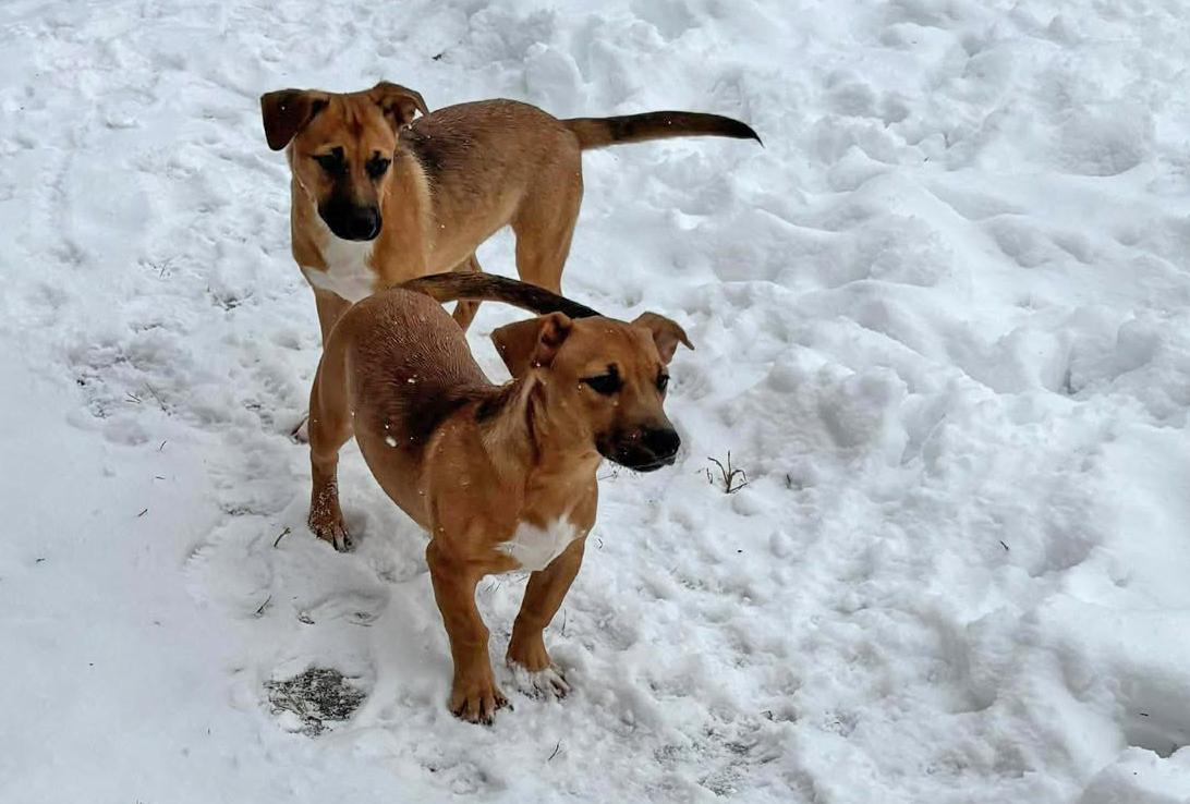 Enlarge Lola, a Adoptable mixed breed in Keene, NH image 4/6