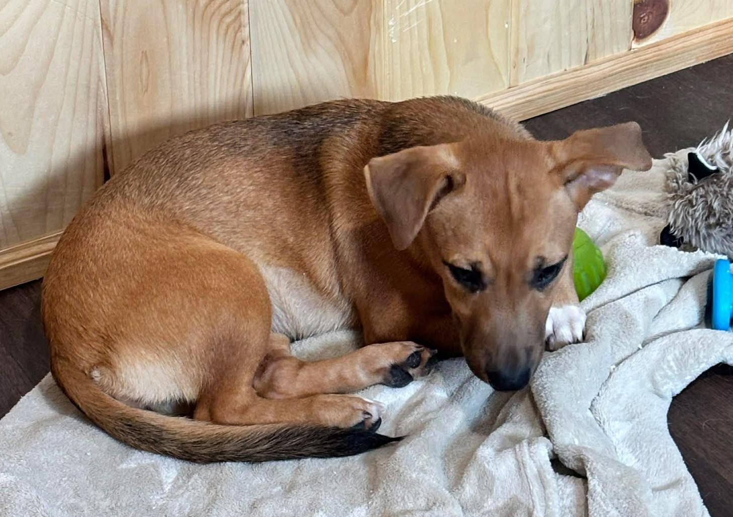 Enlarge Lola, a Adoptable mixed breed in Keene, NH image 3/6