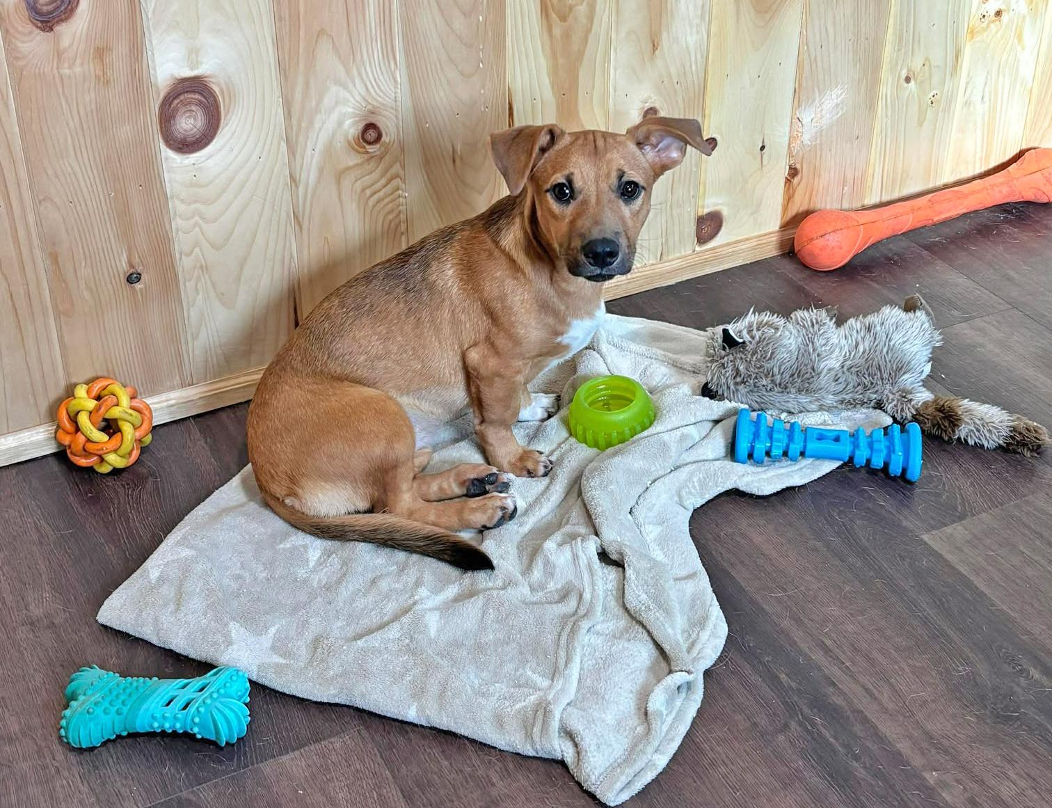 Enlarge Lola, a Adoptable mixed breed in Keene, NH image 2/6