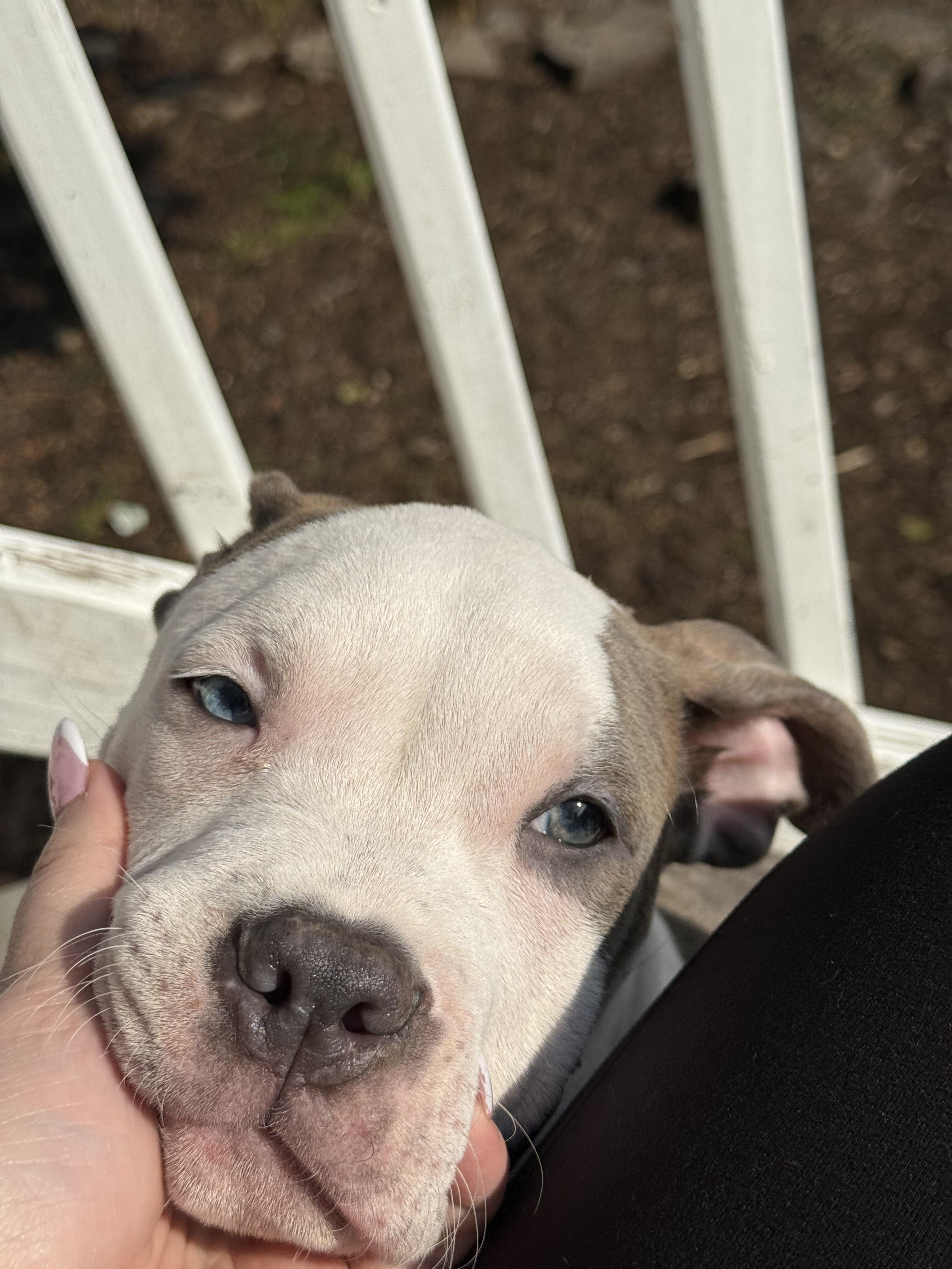 Caddy, a ADOPTABLE American Bully in Halethorpe, MD image 2/3