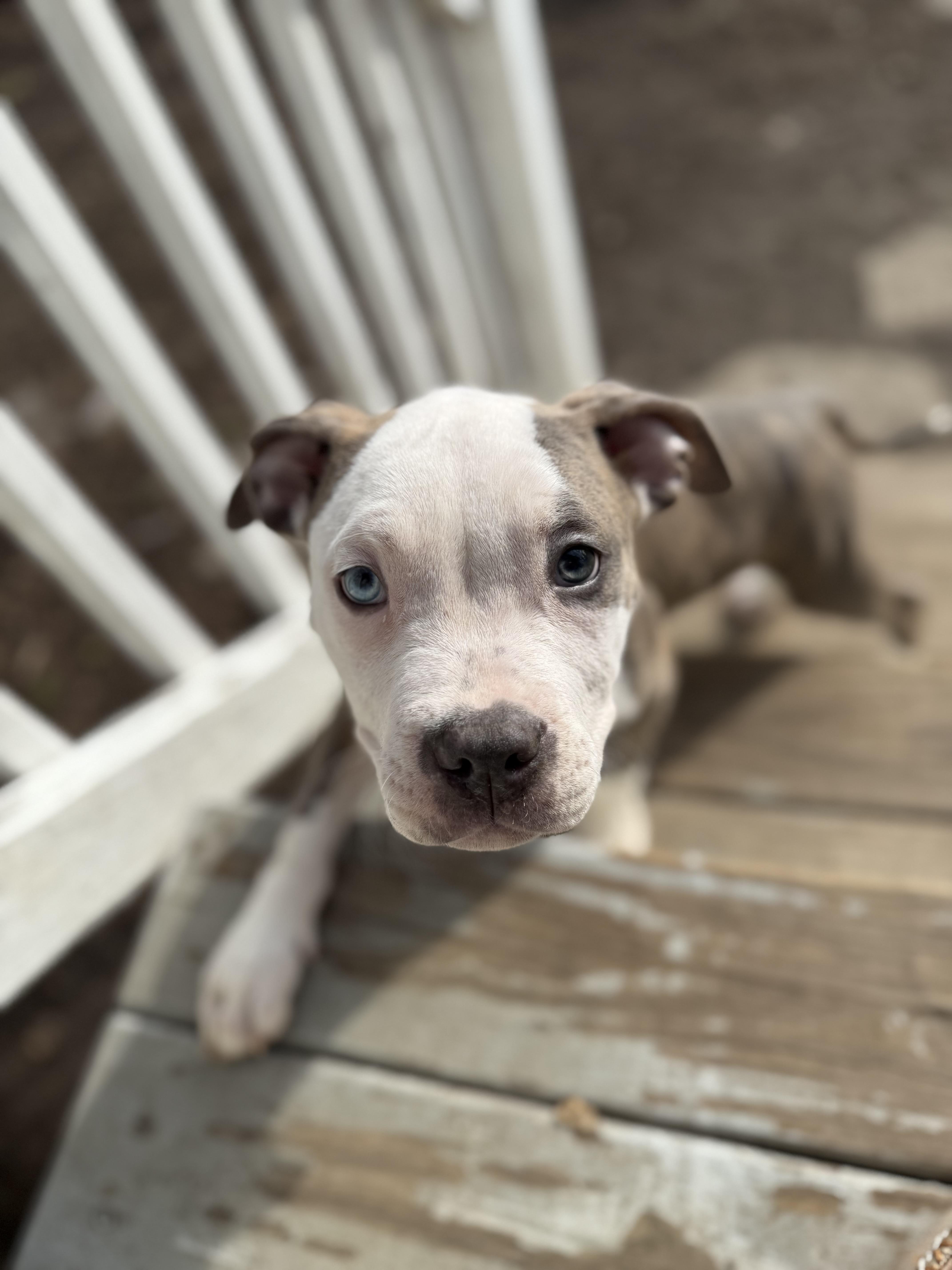 Caddy, a ADOPTABLE American Bully in Halethorpe, MD image 1/3