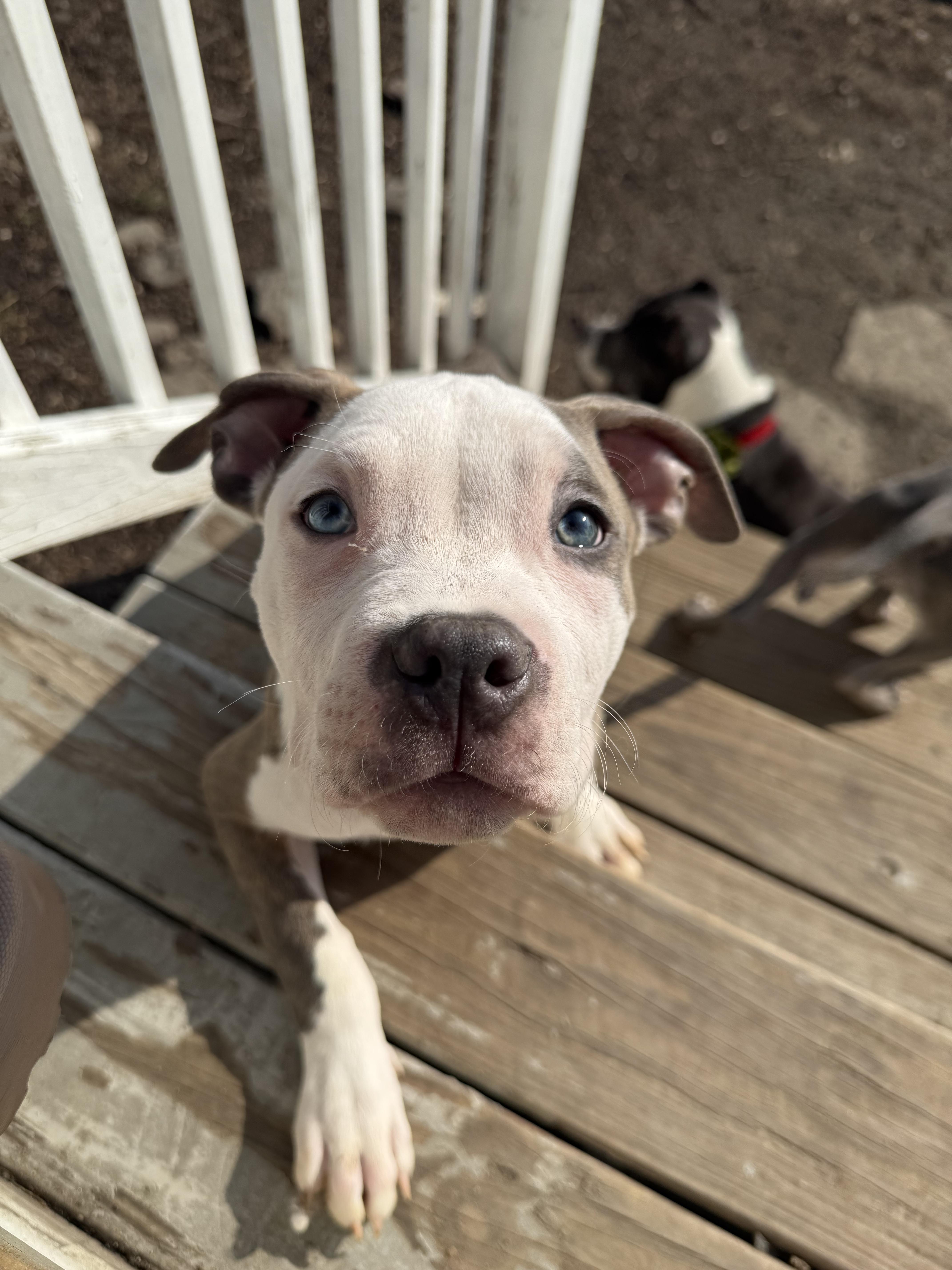 Caddy, a ADOPTABLE American Bully in Halethorpe, MD image 3/3