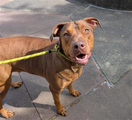 WAFFLE, Adoptable, Adult Female Pit Bull Terrier & Rhodesian Ridgeback.