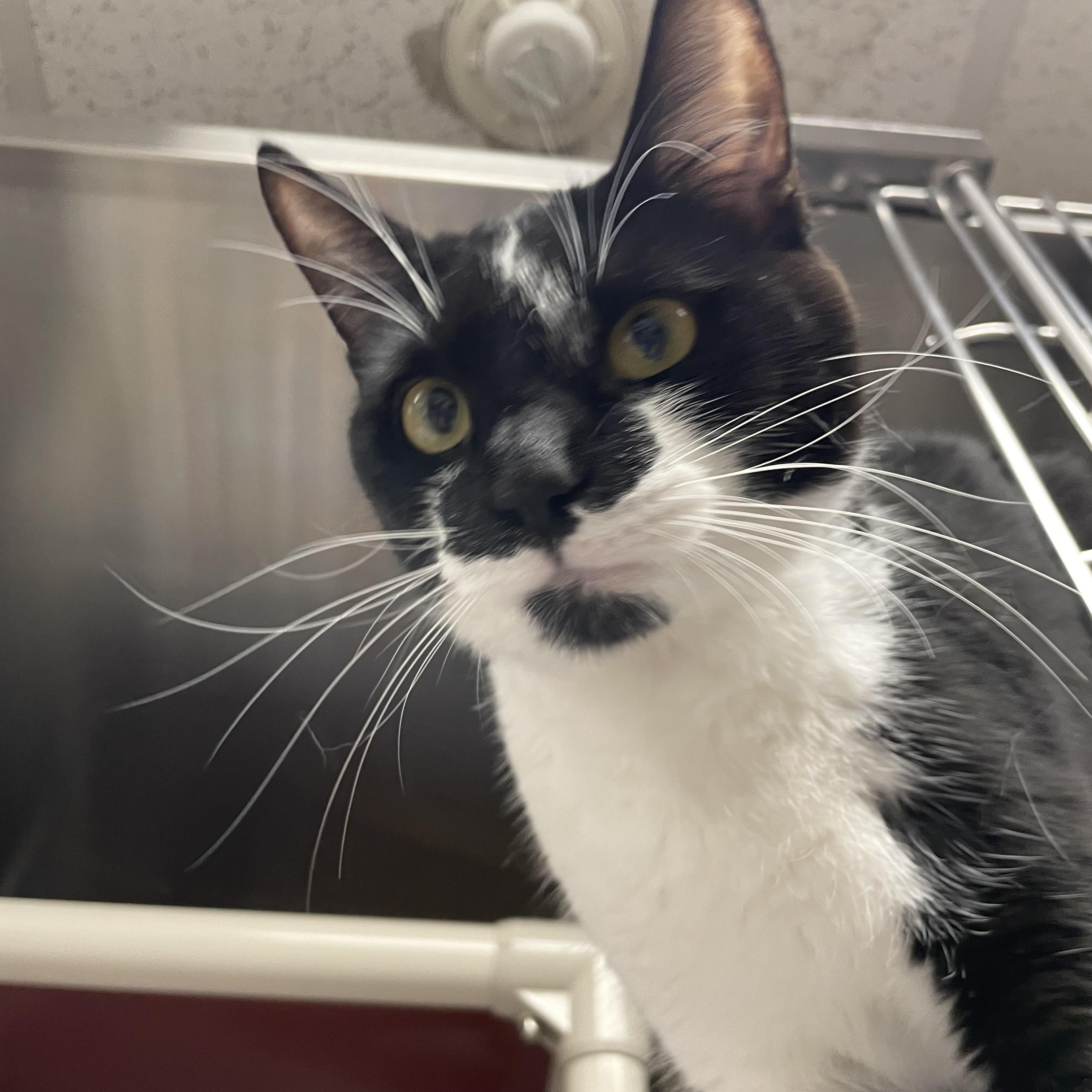 Sunflower, an adopted American Shorthair in North Kingstown, RI image 4/5