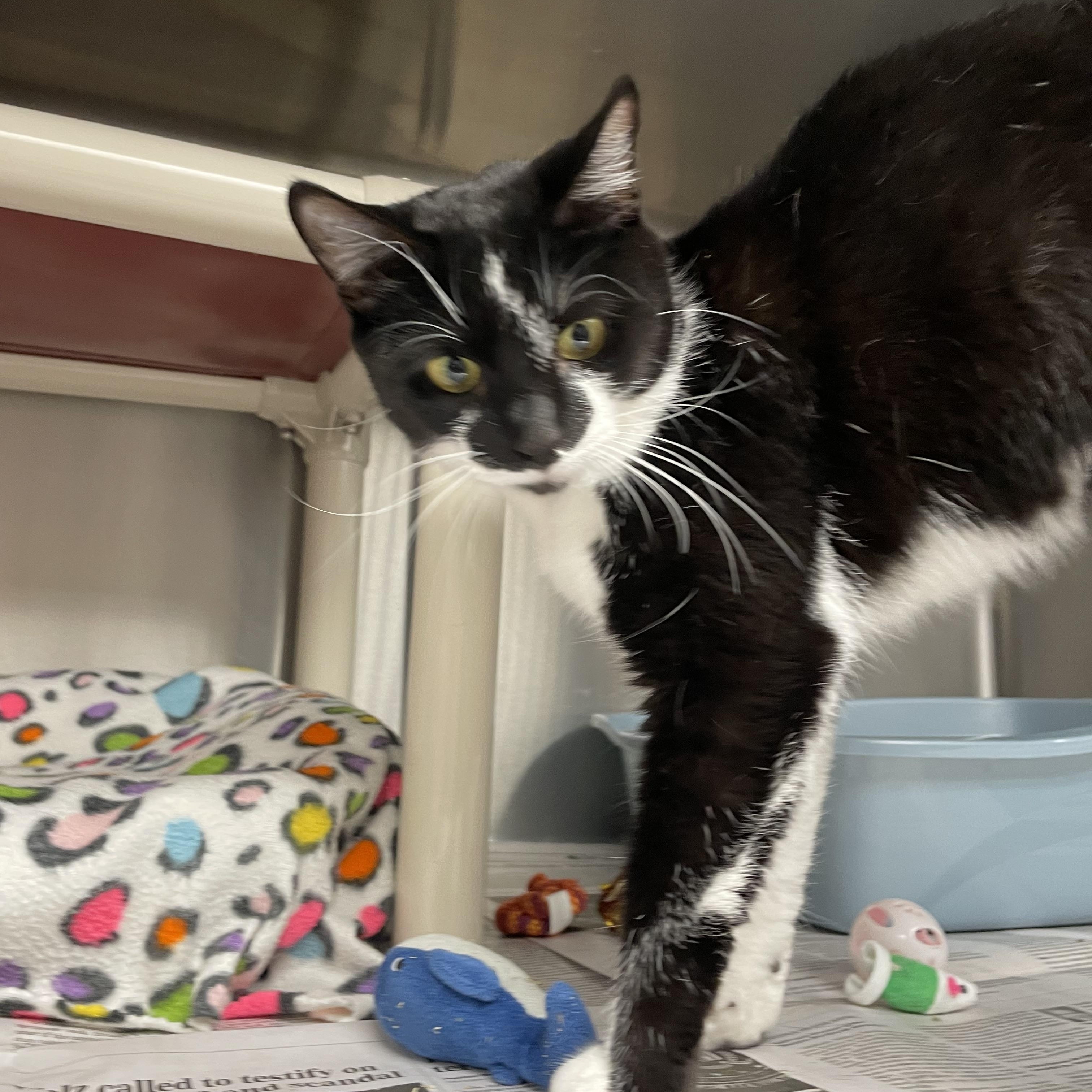 Sunflower, an adopted American Shorthair in North Kingstown, RI image 1/5