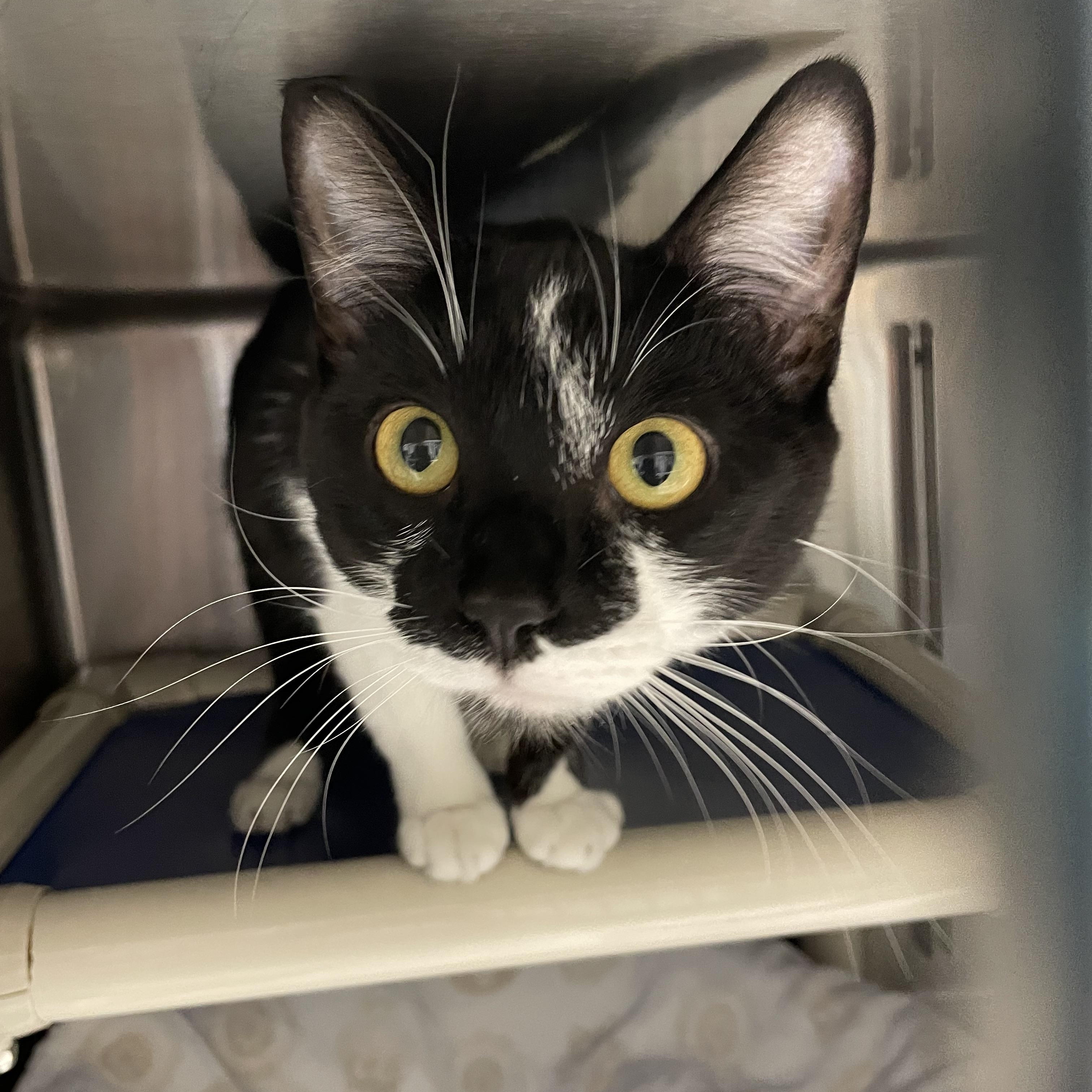 Sunflower, an adopted American Shorthair in North Kingstown, RI image 2/5