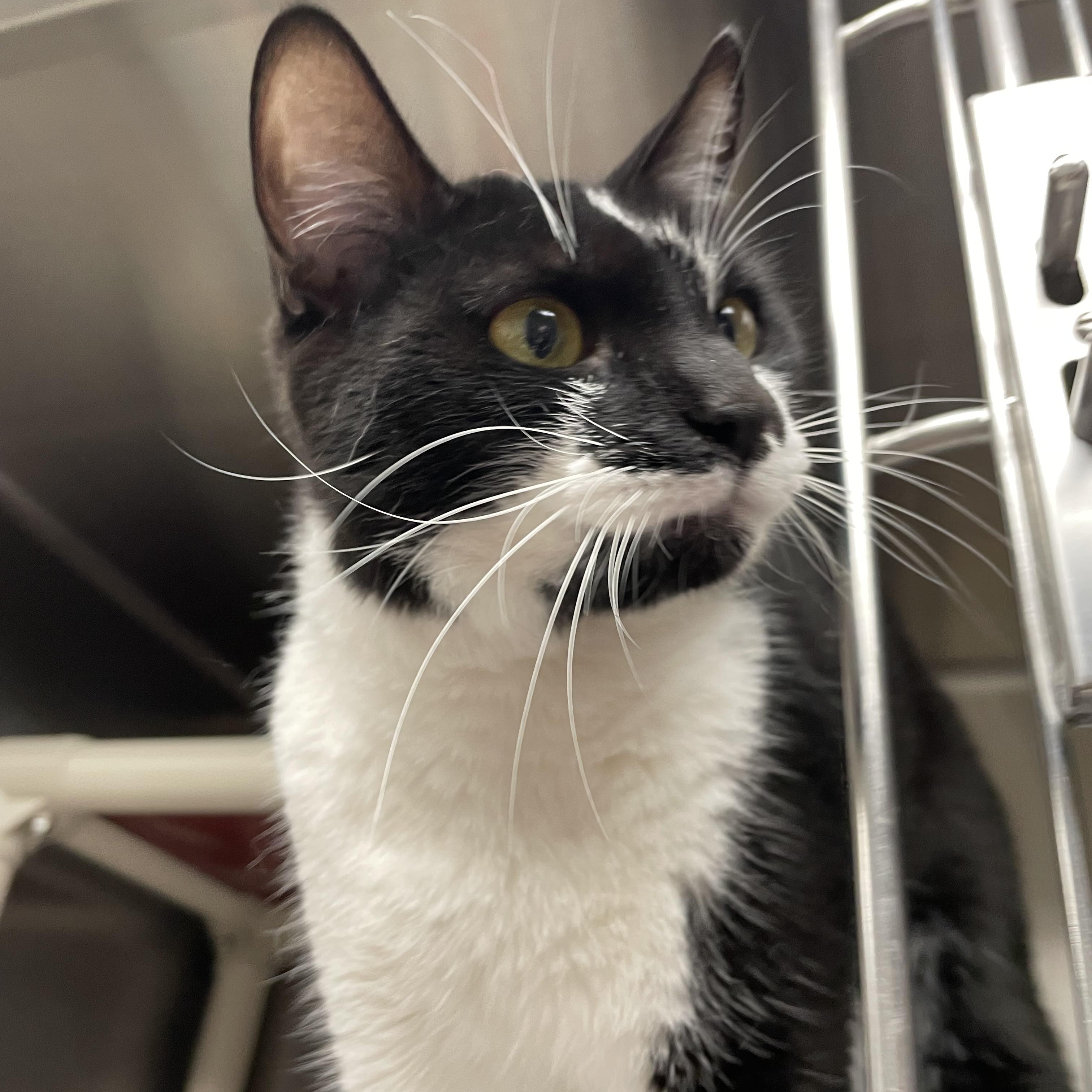 Sunflower, an adopted American Shorthair in North Kingstown, RI image 3/5