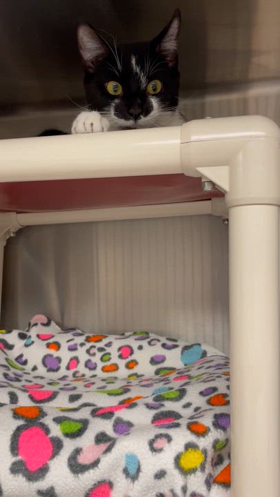 Enlarge Sunflower, an adopted American Shorthair in North Kingstown, RI video 5/5