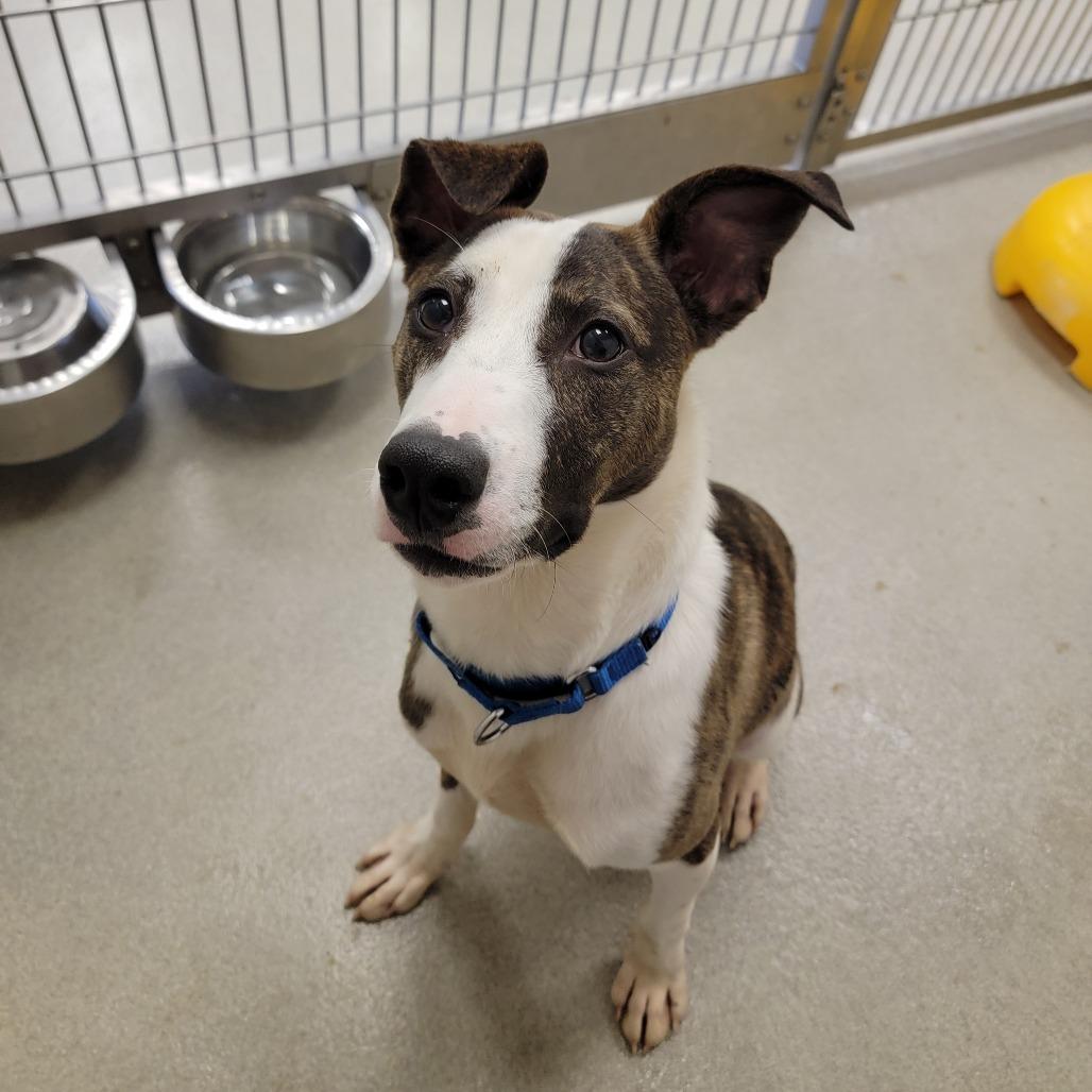 Statler, Adoptable, Young Male Pit Bull Terrier.