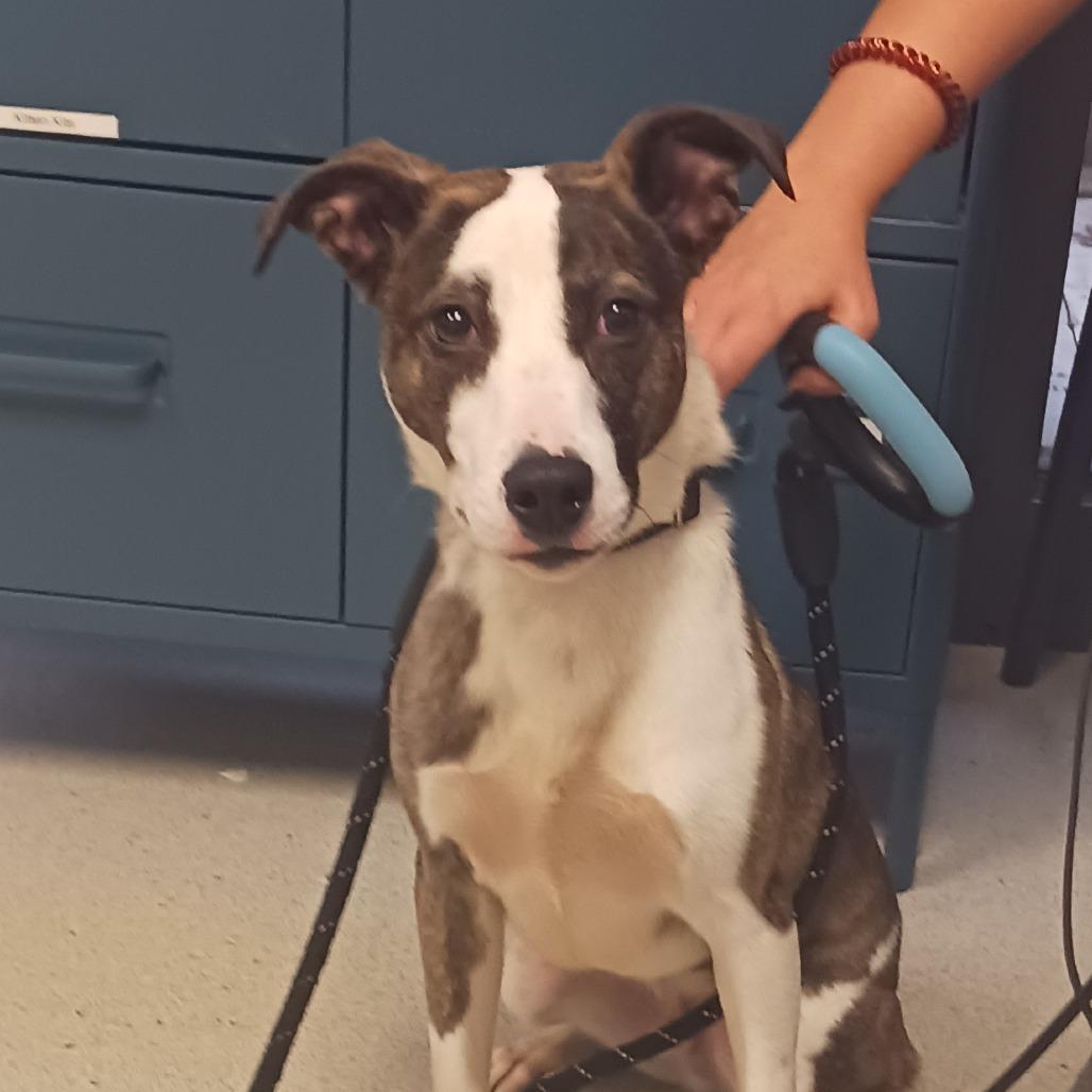 Statler, Adoptable, Young Male Pit Bull Terrier.