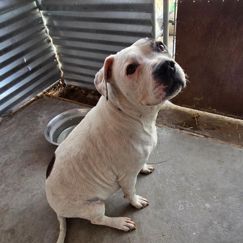 Kilo OS NV (aka Sleepy), a Adoptable Pit Bull Terrier in Las Vegas, NV image 1/3