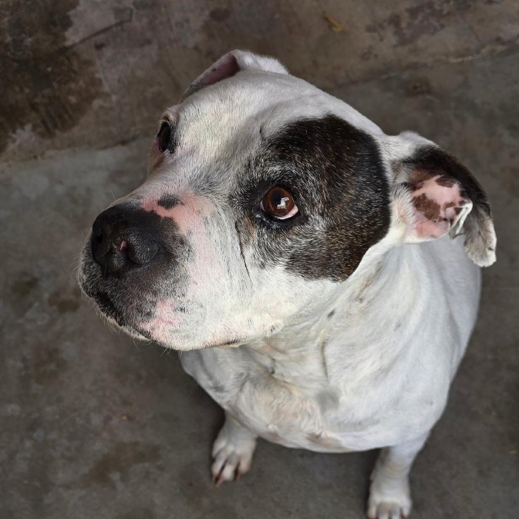 Kilo OS NV (aka Sleepy), a Adoptable Pit Bull Terrier in Las Vegas, NV image 2/3