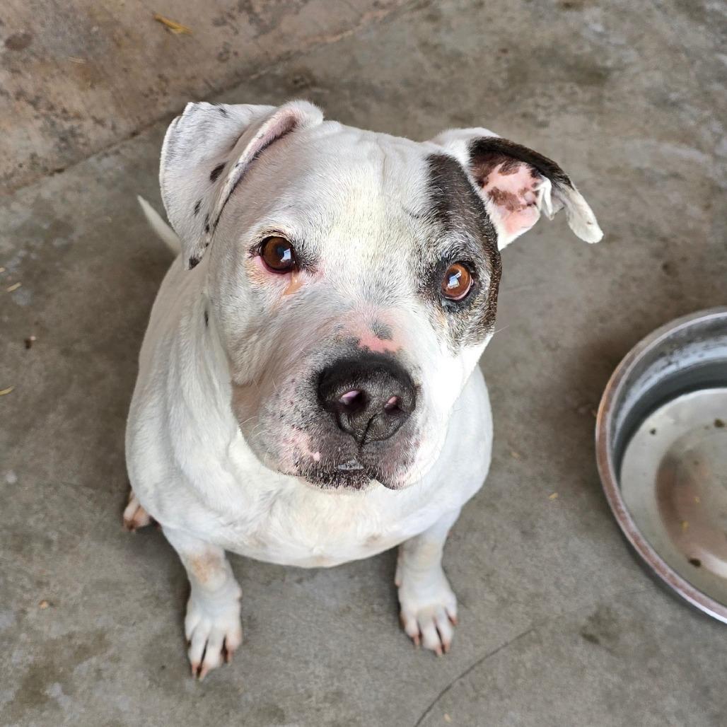 Kilo OS NV (aka Sleepy), a Adoptable Pit Bull Terrier in Las Vegas, NV image 3/3