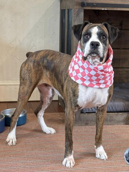 Kanga, Adoptable, Adult Female Boxer.