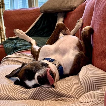 Enlarge Kanga, a Adoptable Boxer in Malvern, PA image 2/3