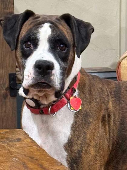 Kanga, Adoptable, Adult Female Boxer.
