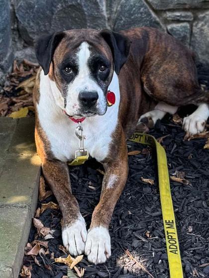 Kanga, a Adoptable Boxer in Malvern, PA image 2/3