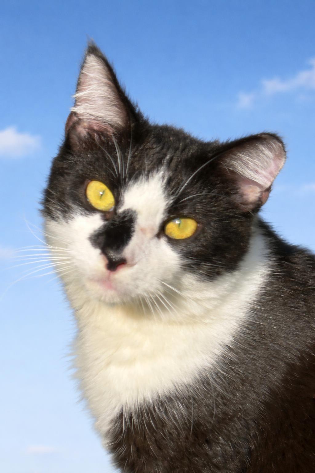 Spot, ADOPTABLE, Young Male Domestic Short Hair.