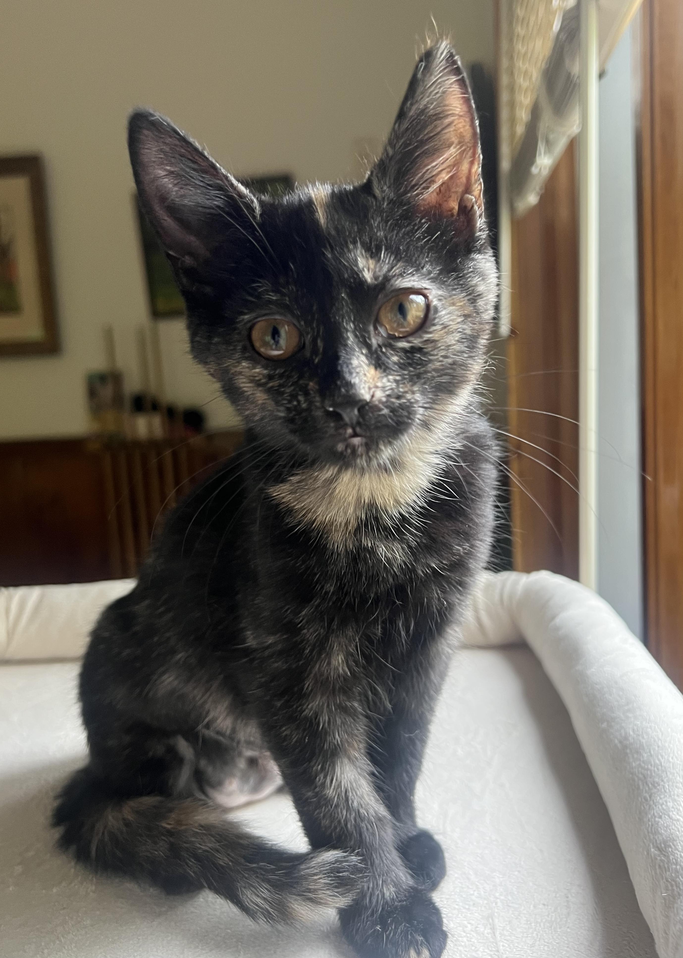 Enlarge Thistle, a ADOPTABLE Domestic Short Hair in Breinigsville, PA image 1/1