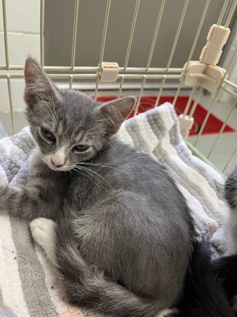 Mittens, a Adopted mixed breed in Noble, OK image 1/2