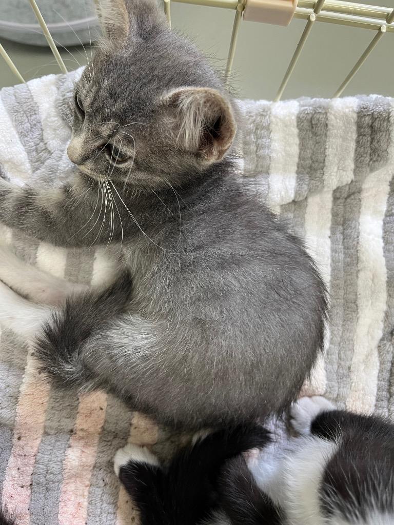 Mittens, a Adopted mixed breed in Noble, OK image 2/2