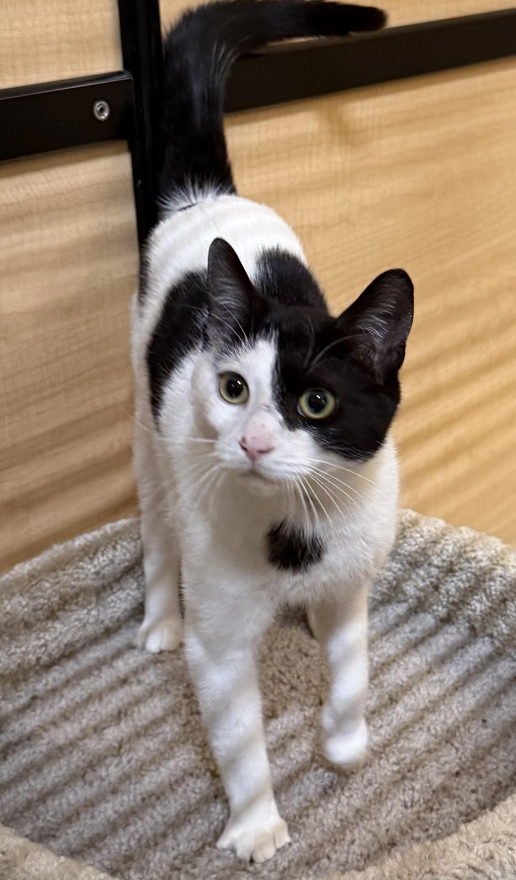 Enlarge Fennel, an adopted Domestic Short Hair in Springfield, PA image 4/4