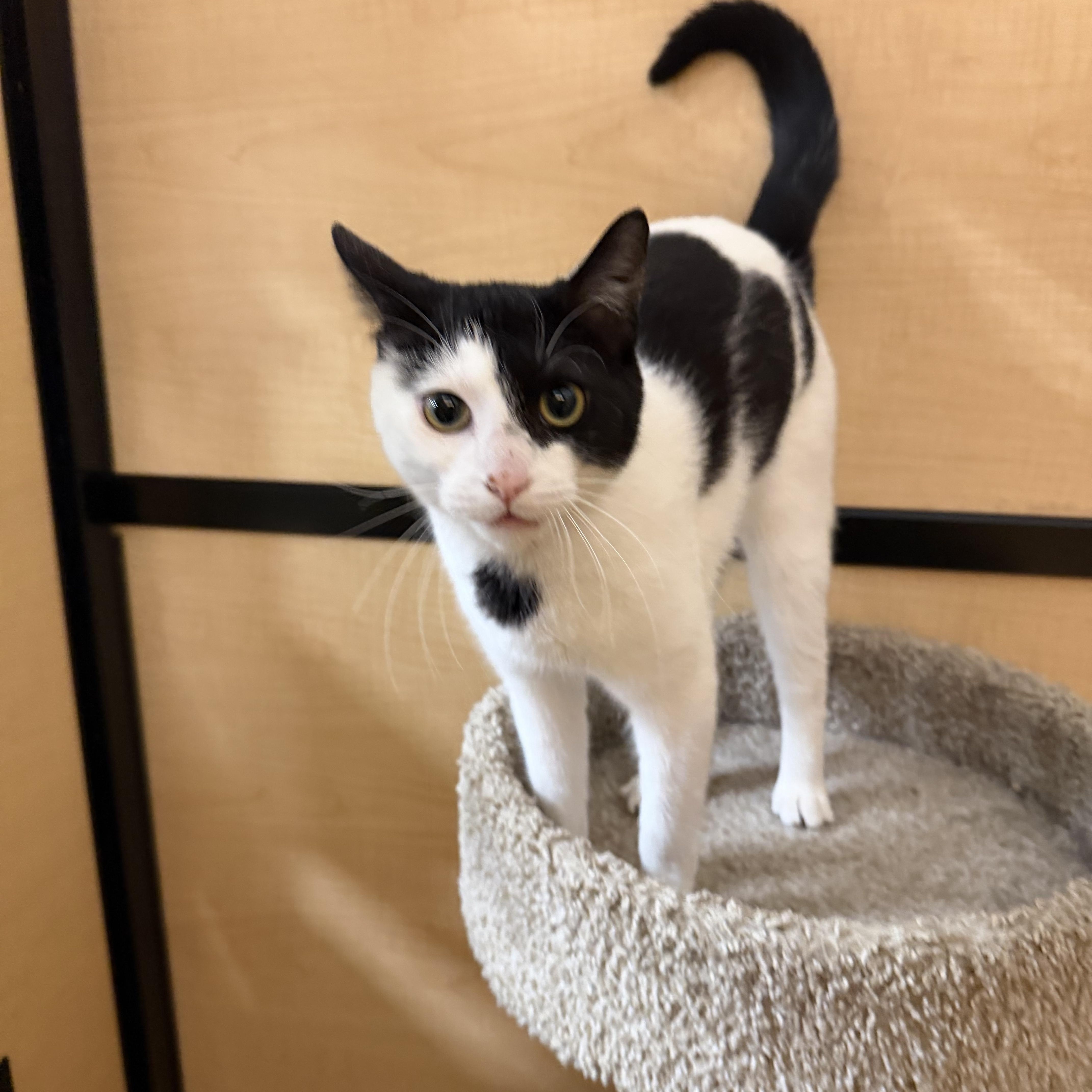 Enlarge Fennel, an adopted Domestic Short Hair in Springfield, PA image 3/4