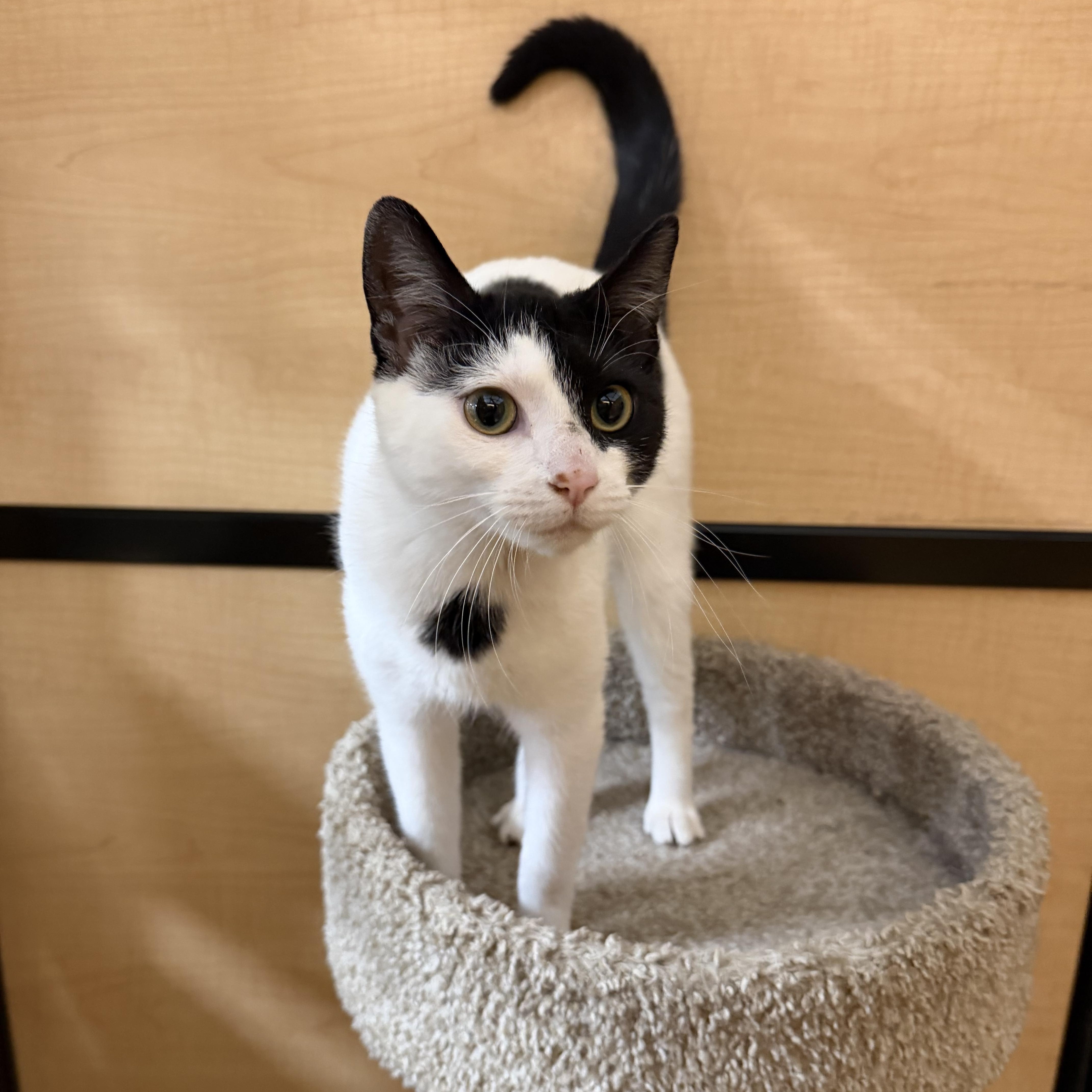 Enlarge Fennel, an adopted Domestic Short Hair in Springfield, PA image 2/4