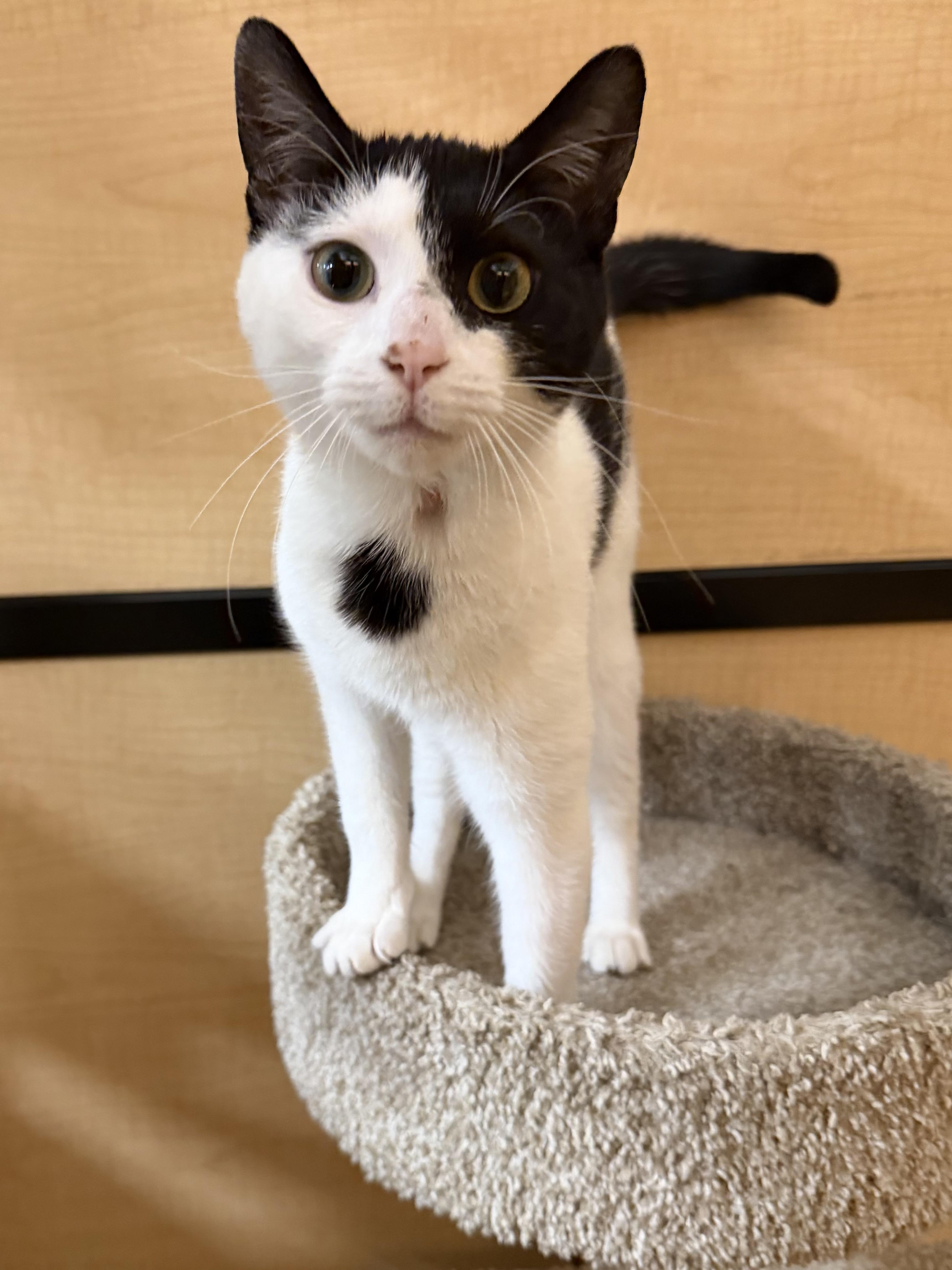 Fennel, adopted, Young Female Domestic Short Hair.