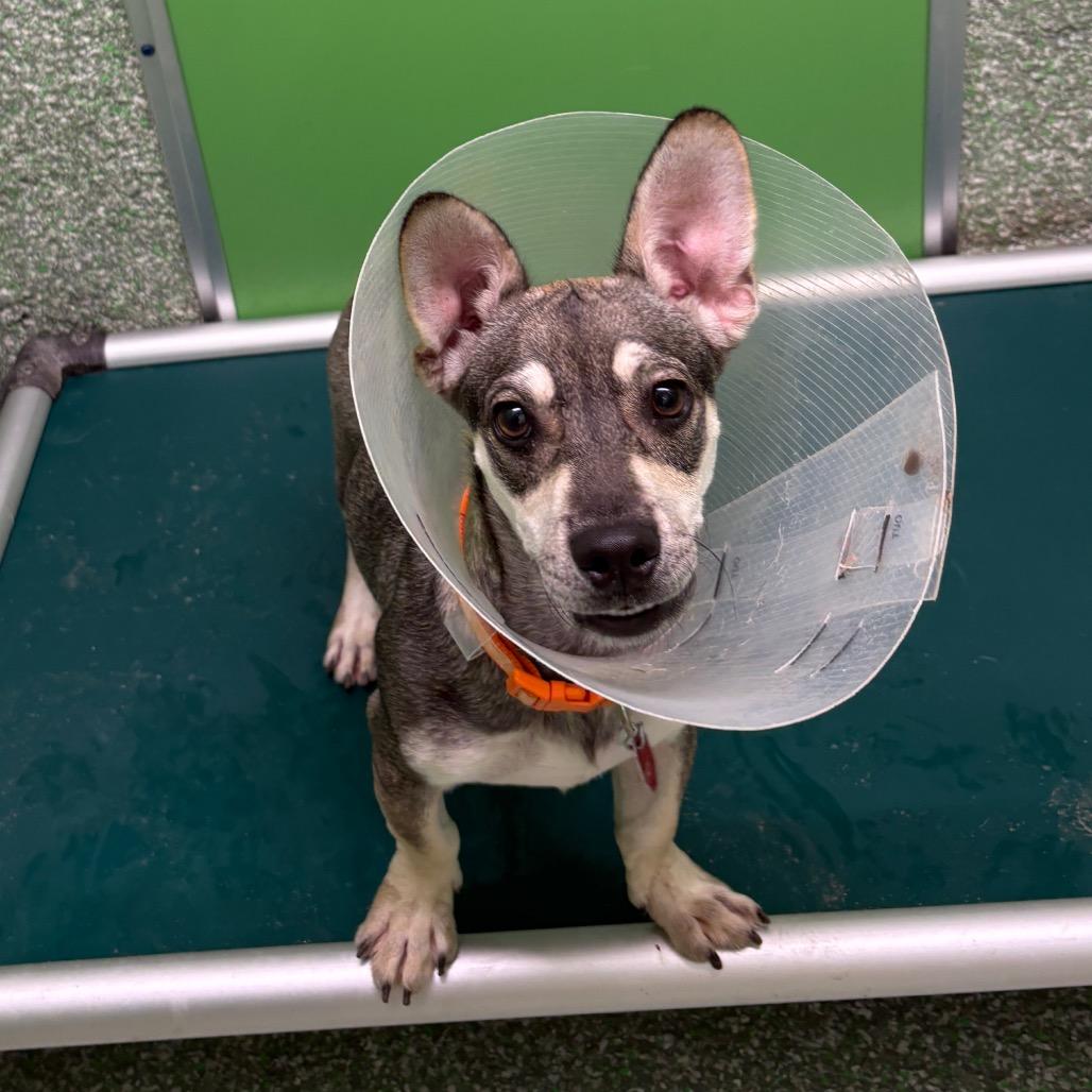 Enlarge Liam, a Adoptable mixed breed in Calverton, NY image 1/5