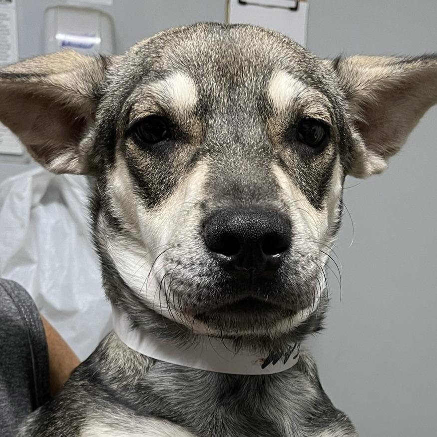 Enlarge Liam, a Adoptable mixed breed in Calverton, NY image 2/5