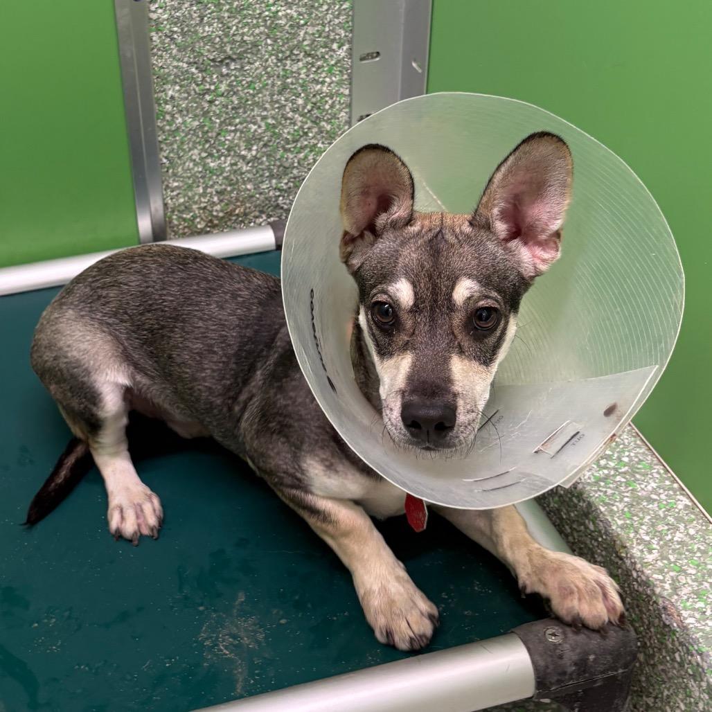 Enlarge Liam, a Adoptable mixed breed in Calverton, NY image 3/5