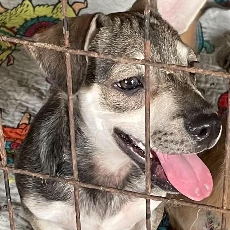 Enlarge Liam, a Adoptable mixed breed in Calverton, NY image 4/5